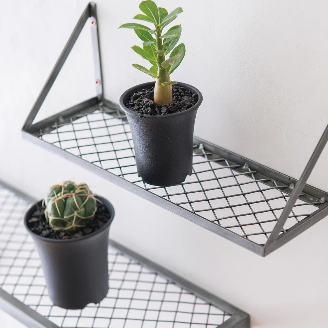 メッシュラック